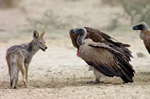 Jackals: Black-backed Jackal approaching White-backed Vultures