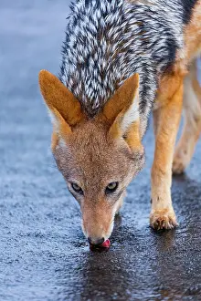 Mesomelas: Black-backed jackal (Canis mesomelas), Namib Naukluft