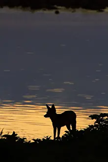 Jackal: Black-backed jackal (Canis mesomelas), at