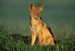 Jackal: Black-backed Jackal, (Canis mesomelas)