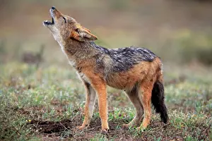 Howling: Black-backed Jackal (Canis mesomelas), adult, howling