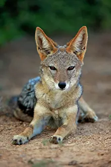 Backed: Black-backed Jackal (Canis mesomelas), adult, animal