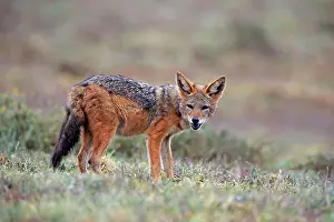 Jackal: Black-backed Jackal (Canis mesomelas), adult, Addo