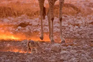 Mesomelas: Black-backed jackal (Canis mesomelas) in the dust