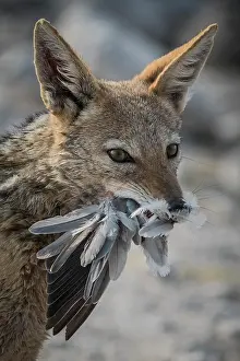 Ring: Black-backed jackal (Canis mesomelas) eats a ring-necked