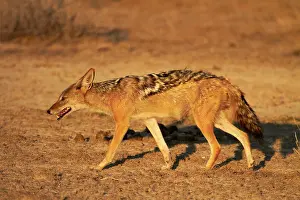Jackal: Black-backed jackal (Canis mesomelas), Etosha
