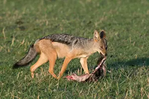 Mesomelas: Black-Backed Jackal (Canis mesomelas), Masai