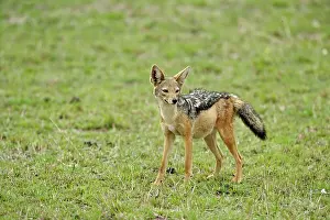 Jackal: Black-backed Jackal, Canis mesomelas, Serengeti