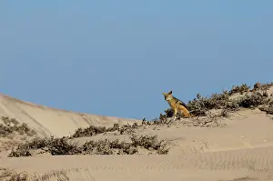Jackal: Black-backed Jackal (Canis mesomelas), Skelton