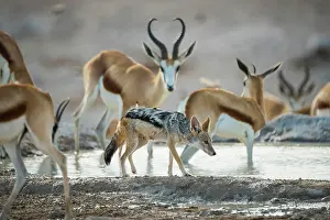 Antilopini: Black-backed jackal (Canis mesomelas) between springbok