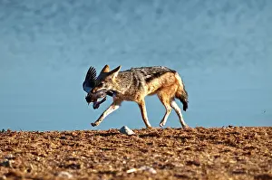 Jackals: Black-backed Jackal - with captured dove in mouth