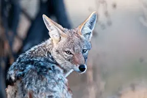 Jackals: Black-backed Jackal - close up of head looking