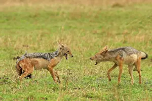 Confronation: Black-backed Jackal - two in confrontation