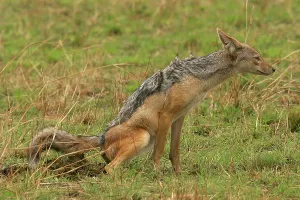 Faeces: Black-backed Jackal - Defecating / Scenting