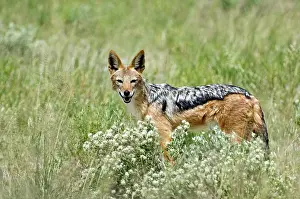 Jackals: Black-backed Jackal - Amongst desert vegetation