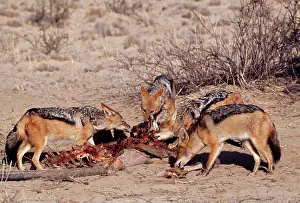 Jackals: Black-backed Jackal - Feeding at carcass