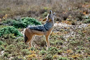 Howling: Black-backed Jackal - howling