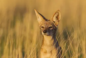 Mesomelas: Black-backed Jackal - Kalahari Desert, Kgalagadi