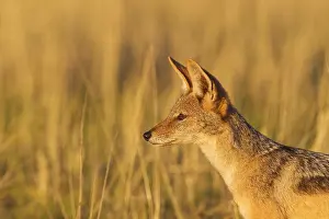 Mesomelas: Black-backed Jackal - Kalahari Desert, Kgalagadi