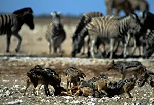 Jackals: Black-backed Jackal - on kill