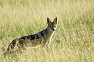 Jackals: Black-backed Jackal - In long grass