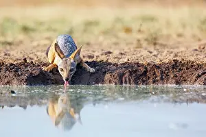 Afrique: black-backed jackal (Lupulella mesomelas)