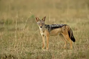 Masi: Black-backed Jackal, Masai Mara Game Reserve