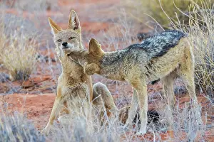 Bonding: Black-backed jackal pair bonding in the Kalahari Desert of