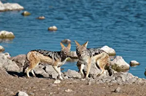 Jackals: Black-backed Jackal - pair standing with water hole behind