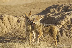 311017: Black-backed Jackal - playful - Kalahari Desert
