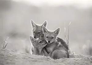 Closeness: Black-backed Jackal - pups waiting at den