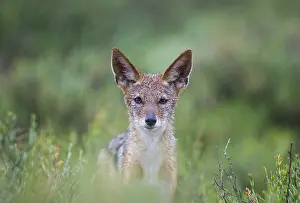 Jackals: Black-backed Jackal - in the rain - during the rainy