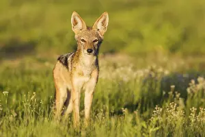 Jackals: Black-backed Jackal - during the rainy season in