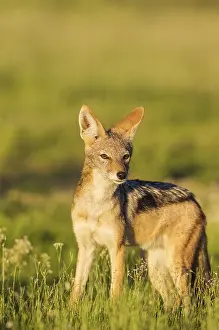 Rainy: Black-backed Jackal - during the rainy season in