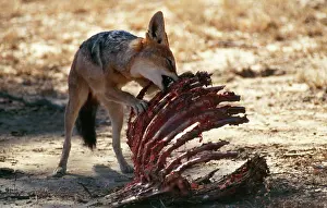 Gnawing: Black-backed JACKAL - scavenging at bones