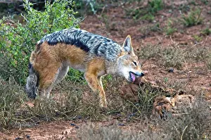 Jackals: Black-backed Jackal - scavenging on carrion