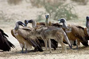 Jackals: Black-backed Jackal sniffing White-backed Vulture