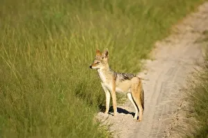 Jackals: Black-backed Jackal - Standing at side of track