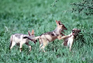 Clem Haagner: BLACK-BACKED JACKAL - x three pups playing