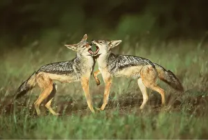 Jackal: BLACK-BACKED JACKAL - x two young playing