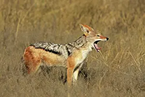 Jackals: Black-backed Jackal - yawning