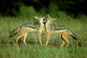 Black-backed Jackal - young playing