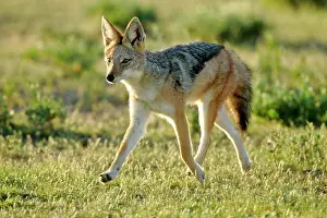 Strolling: Black-backed Jackal - young one strolling through savannah