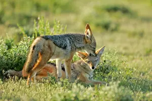 Teasing: Black-backed Jackal - one young teasing another