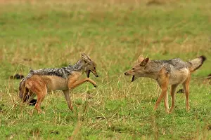 Confronation: Black-backed Jackals - Two in confrontation