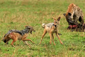 Confronation: Black-backed Jackals - two in confrontation, with