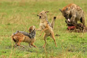 Confronation: Black-backed Jackals - Two fighting with Hyaena