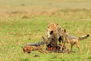 Hyaenas: Black-backed Jackals - Two fighting with Spotted