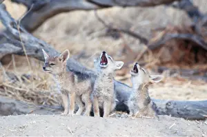 Howling: BLACK-BACKED JACKALS - x three pups, two howling