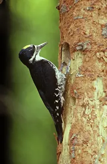 Arcticus: Black-backed Woodpecker